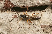 Biosphoto | 2602034 | Ichneumon (Diphyus quadripunctorius) | &copy; Marko König / imageBROKER / Biosphoto