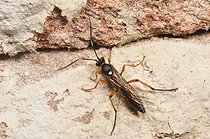 Biosphoto | 2602035 | Ichneumon (Diphyus quadripunctorius) | &copy; Marko König / imageBROKER / Biosphoto