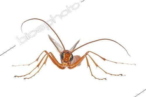 Biosphoto | 1612443 | Ichneumon sur fond blanc | &copy; Michel Gunther / Biosphoto