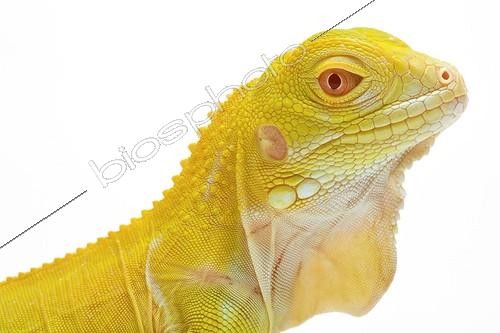 Biosphoto | 912797 | Iguane vert albinos originaire d'Amérique centrale en studio | &copy; Michel Gunther / Biosphoto