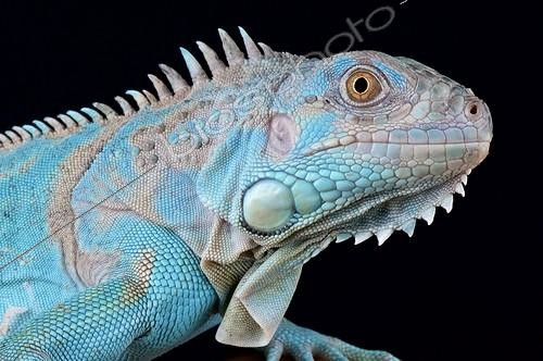 Biosphoto | 2063975 | Iguane vert (Iguana iguana) Axanthic, captivité | &copy; Matthijs Kuijpers / Biosphoto