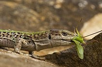 Biosphoto | 1250401 | IItalian wall Lizard male eating a grasshopper France | &copy; Daniel Heuclin / Biosphoto