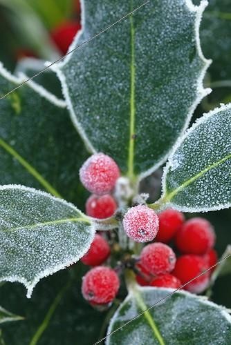Biosphoto | 939962 | Ilex ; Baies de houx | &copy; Sue Kennedy / Flowerphotos / Biosphoto
