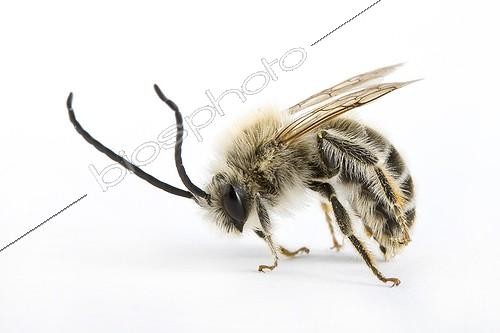 Biosphoto | 1258695 | Imago d'Eucère sombre France | &copy; Michel Gunther / Biosphoto