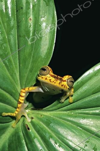Biosphoto | 498722 | Imbabura Treefrog Choco biogeographic Narino Colombie | &copy; Yves Lefèvre / Biosphoto