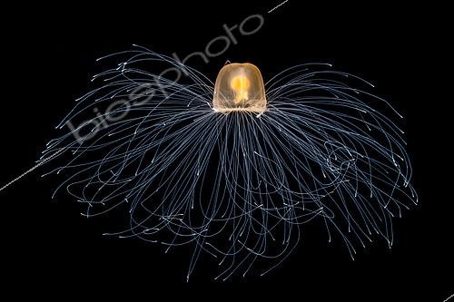 Biosphoto | 2544285 | Immortal jellyfish (Turritopsis nutricula), Tahiti, French Polynesia | &copy; Fabien Michenet / Biosphoto