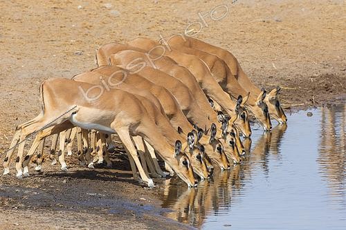 Biosphoto | 2461624 | Impala à face noire (Aepyceros melampus petersi) buvant au point d'eau, Etosha, Namibie | &copy; Marco Valentini / Biosphoto
