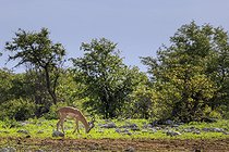 Biosphoto | 2601898 | Impala à face noire (Aepyceros melampus petersi) broutant, Etosha national Park, Namibie, Afrique | &copy; Alain Roux / Biosphoto