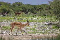Biosphoto | 2601899 | Impala à face noire (Aepyceros melampus petersi), Etosha national Park, Namibie, Afrique | &copy; Alain Roux / Biosphoto