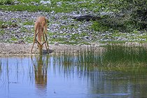 Biosphoto | 2601900 | Impala à face noire (Aepyceros melampus petersi) s'abreuvant dans une mare, Etosha national Park, Namibie, Afrique | &copy; Alain Roux / Biosphoto