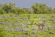 Biosphoto | 2601901 | Impala à face noire (Aepyceros melampus petersi) au galop, Etosha national Park, Namibie, Afrique | &copy; Alain Roux / Biosphoto