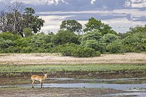 Biosphoto | 2601774 | Impala (Aepyceros melampus) at the edge of a swamp, Namibia, Africa | &copy; Alain Roux / Biosphoto