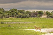 Biosphoto | 2601773 | Impala (Aepyceros melampus) au bord d'un marais, Namibie, Afrique | &copy; Alain Roux / Biosphoto