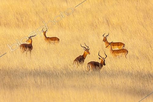 Biosphoto | 2088893 | Impala (Aepyceros melampus) bucks in the savannah, Kenya | &copy; Juan-Carlos Muñoz / Biosphoto