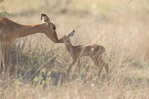 Biosphoto | 2081942 | Impala (Aepyceros melampus) câlin entre la mère et le jeune, Kgalagadi, Afrique du Sud | &copy; Tonino De Marco / Biosphoto