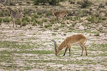 Biosphoto | 2601772 | Impala (Aepyceros melampus) grazing, Namibia, Africa | &copy; Alain Roux / Biosphoto