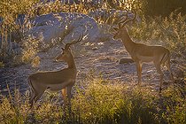 Biosphoto | 2394479 | Impala (Aepyceros melampus), mâles dans la savane, Kruger, Afrique ud Sud | &copy; Patrice Correia / Biosphoto