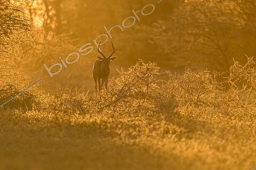Biosphoto | 2081935 | Impala (Aepyceros melampus) marchant au coucher du soleil, Mapungubwe, Afrique du Sud | &copy; Tonino De Marco / Biosphoto