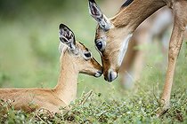 Biosphoto | 2586624 | Impala commun (Aepyceros melampus) femelle câlinant son jeuneetit dans le parc national Kruger, Afrique du Sud | &copy; Patrice Correia / Biosphoto