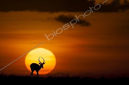 Biosphoto | 1988597 | Impala in the plain at dusk - East Africa  | &copy; Tony Crocetta / Biosphoto