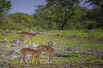 Biosphoto | 2601902 | Impalas à face noire (Aepyceros melampus petersi), Etosha national Park, Namibie, Afrique | &copy; Alain Roux / Biosphoto