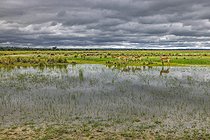 Biosphoto | 2601770 | Impalas (Aepyceros melampus) au bord d'un marais, Namibie, Afrique | &copy; Alain Roux / Biosphoto