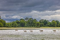 Biosphoto | 2601771 | Impalas (Aepyceros melampus) in a swamp, Namibia, Africa | &copy; Alain Roux / Biosphoto