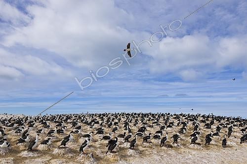 Biosphoto | 2088895 | Imperial Shag (Phalacrocorax atriceps) Patagonia, Ria Deseado, Argentina South America. Description: This colony of shags keep its territory organized as a neighbourhood very tidy because of the strong Patagonian wind. | &copy; Juan-Carlos Muñoz / Biosphoto