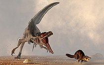 Biosphoto | 2471822 | In 1971, fossils of a velociraptor and a protoceratops were found locked in combat. Aside from that, there is no direct evidence as to what velociraptors ate. It is not unreasonable to assume, though, that this turkey-sized dinosaur snacked rat sized mammals of the day. | &copy; Daniel Eskridge / Stocktrek Images / Biosphoto