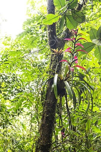 Biosphoto | 2619402 | In the rainforest, the cloud forest, competition for sunlight is intense. By growing high up, epiphytes gain access to much greater light levels than those available at ground level. Here, the central plant with rosette leaves and bright pink inflorescence is a bromeliad (family Bromeliaceae). It does not grow in the soil. Instead, it uses the tree trunk solely as a support to rise toward the light, without parasitizing the host tree. Its overlapping leaves form a central  reservoir  (also known as a  tank ) that collects rainwater and organic debris, thus creating a miniature micro-ecosystem. This reservoir provides moisture and nutrients to the plant, while also serving as a refuge for small animals (insects, amphibians). They also attract various pollinators (hummingbirds, bats, butterflies) with their bright colors, contributing to the balance of the ecosystem. Mosses and lichens are also often seen covering the trunks. Ecuador. | &copy; Claudius Thiriet / Biosphoto
