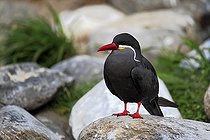 Biosphoto | 1607821 | Inca Tern (Larosterna inca), on rocks, South America | &copy; Jspix / imageBROKER / Biosphoto