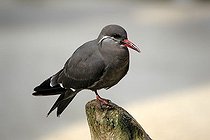 Biosphoto | 1607820 | Inca Tern (Larosterna inca), South America | &copy; Jspix / imageBROKER / Biosphoto