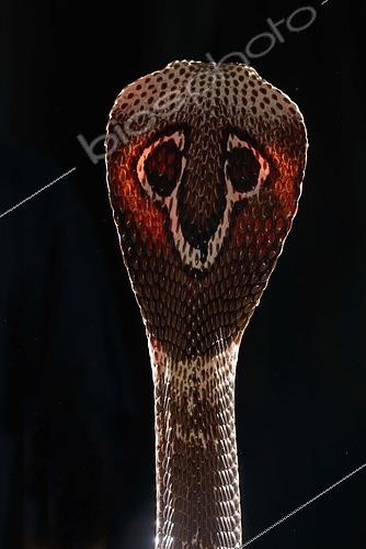 Biosphoto | 2511440 | Indian cobra (Naja naja naja), India, Pakistan | &copy; Daniel Heuclin / Biosphoto