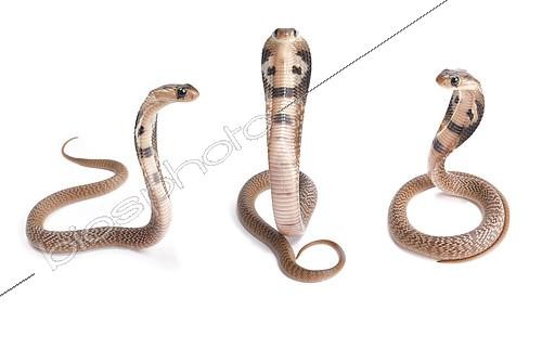 Biosphoto | 2087974 | Indian cobra (Naja naja), young on white background | &copy; Matthijs Kuijpers / Biosphoto