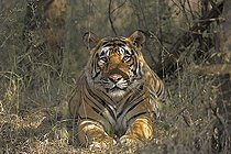 Biosphoto | 2398954 | Indian or Bengal Tiger (Panthera tigris tigris) in its habitat, Ranthambore National Park, Rajasthan, India, Asia | &copy; Aditya Singh / imageBROKER / Biosphoto