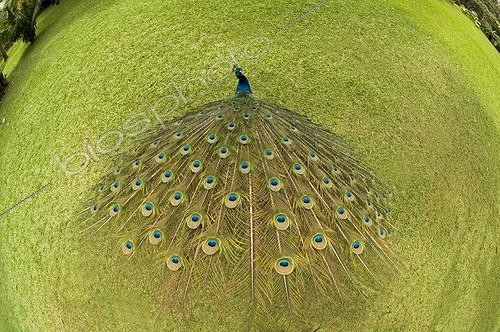 Biosphoto | 782706 | Indian Peafowl male in a courtship Costa Rica | &copy; Gérard Soury / Biosphoto