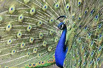 Biosphoto | 2394466 | Indian Peafowl (Pavo cristatus) male displaying | &copy; Michel Rauch / Biosphoto