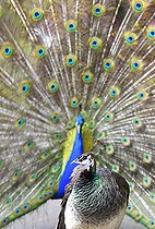 Biosphoto | 2394467 | Indian Peafowl (Pavo cristatus)male displaying in front of a female | &copy; Michel Rauch / Biosphoto