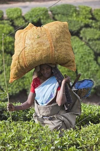 Biosphoto | 1028820 | Indian Tea Pickers at Munnar in India ; Munnar has sprawling tea plantations where most of the tea is still picked by hand. | &copy; Martin Harvey / Biosphoto