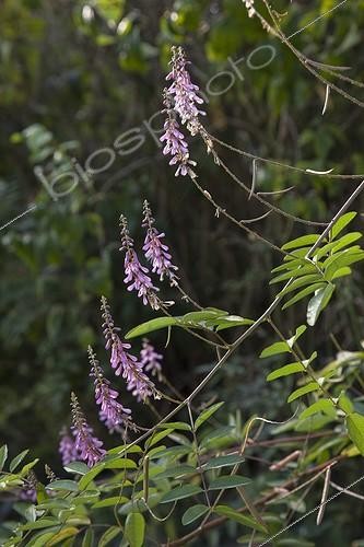 Biosphoto | 1637374 | Indigo in bloom in a garden | &copy; NouN / Biosphoto