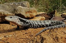 Biosphoto | 1250376 | Indonesian blue-tongued skink | &copy; Daniel Heuclin / Biosphoto