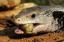 Biosphoto | 1250372 | Indonesian blue-tongued skink eating a Snail | &copy; Daniel Heuclin / Biosphoto