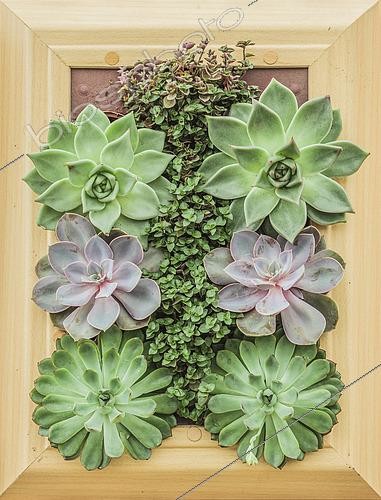 Biosphoto | 2452520 | Indoor living plant painting with Echeverias (Echeveria sp). | &copy; Jean-Michel Groult / Biosphoto