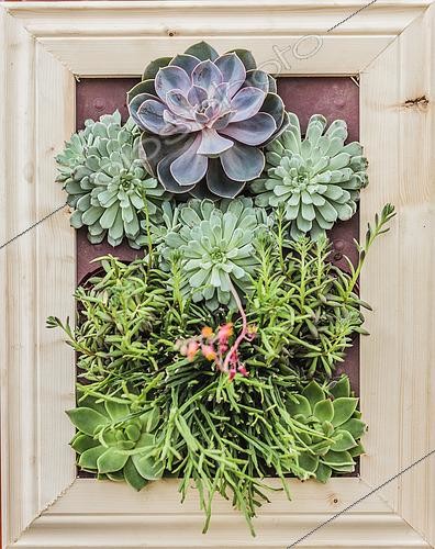 Biosphoto | 2452521 | Indoor living plant painting with Echeverias (Echeveria sp). | &copy; Jean-Michel Groult / Biosphoto
