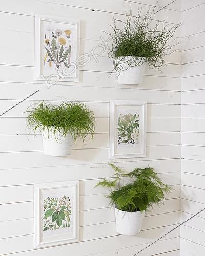 Biosphoto | 2503264 | Indoor plants | &copy; Visions Pictures / Biosphoto