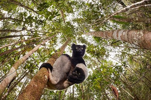 Biosphoto | 2409397 | Indri (Indri indri) sur un tronc, réserve naturelle de Mitsinjo. Madagascar. Cet individu sauvage a été nourri de feuilles par un scientifique qui surveillait ce groupe. Photo finaliste à Montier en der et à Namur 2018. | &copy; Quentin Martinez / Biosphoto