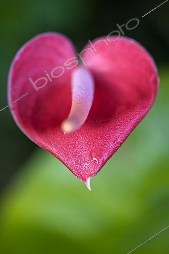 Biosphoto | 609497 | Inflorescence d'Anthurium dans un jardin de Martinique | &copy; Laurent Rebelle / Biosphoto