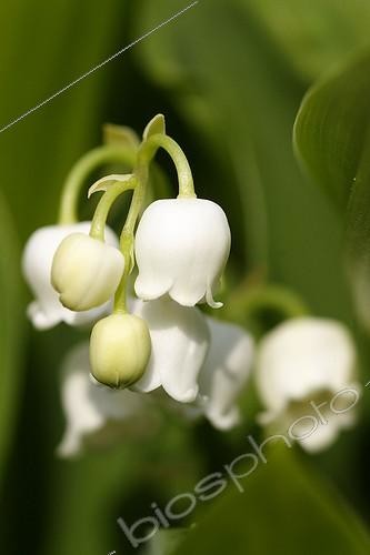 Biosphoto | 371198 | Inflorescence de Muguet de mai France | &copy; Jean-Luc & Françoise Ziegler / Biosphoto
