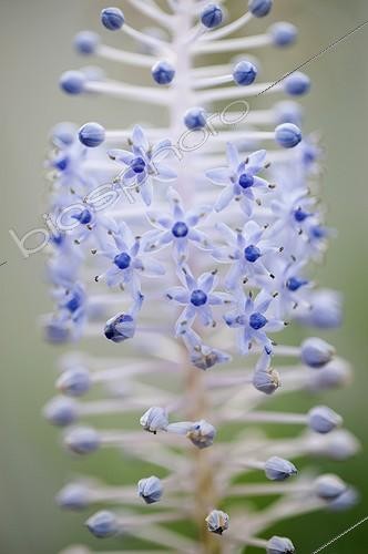 Biosphoto | 2033766 | Inflorescence de Scille de Madère (Scilla madeirensis) | &copy; Carol Sharp / Flowerphotos / Biosphoto