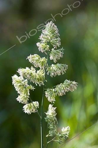 Biosphoto | 1470025 | Inflorescence of Kentucky bluegrass | &copy; Alexandre Petzold / Biosphoto